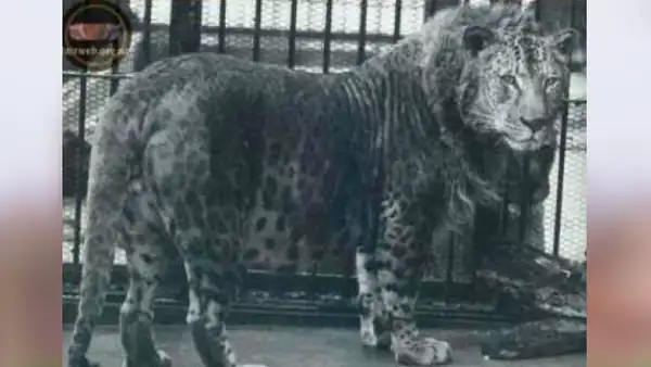 Leopardo y leona tuvieron cría y es considerado el felino más increíble del mundo [VIDEO]
