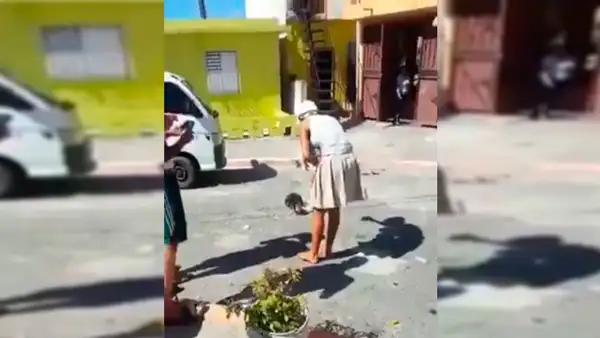 YouTube Viral: Video donde perro y gato se aparean genera asombro en la red