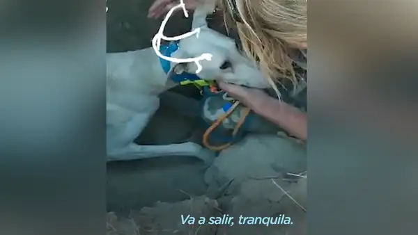 Jóvenes encuentran a perrita callejera en montaña y esta los lleva hasta sus crías [VIDEO]