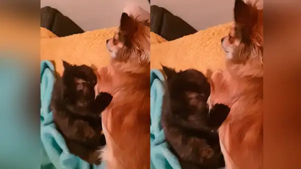 Deja a su gato junto a su perro en casa y al volver los descubre en una emotiva escena [VIDEO]