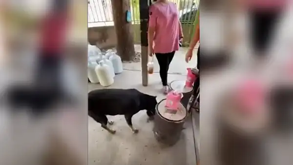 Le regalan comida a perro callejero que entró a restaurante con su propio plato [VIDEO]