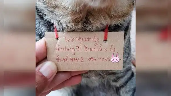 Gato vuelve a casa luego de tres días y trae consigo una nota con gran deuda [FOTOS]