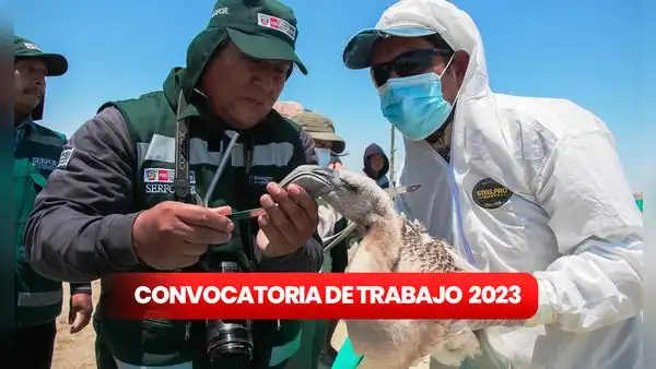 ¿Egresado o titulado? Serfor ofrece convocatoria de trabajo con sueldos de hasta 6.000 soles