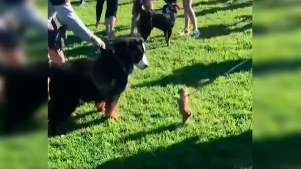 Perro bebé quiso pelear con gigantesco can y enternece a miles de usuarios [VIDEO]