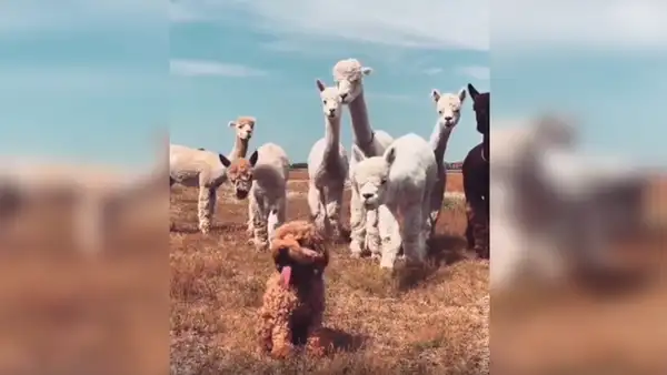 Alpacas piensan que perro ‘lanudo’ es uno de ellos y tienen insólita reacción al saber la verdad [VIDEO] 