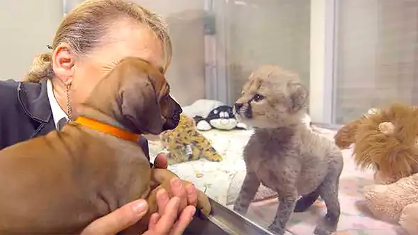 Facebook viral: tierna historia de la amistad entre perro y guepardo emociona a miles de usuarios