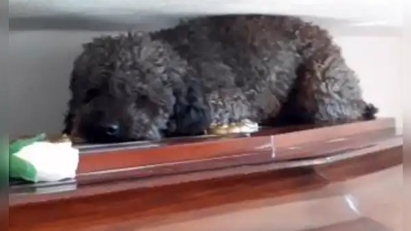 Su dueña falleció hace cuatro años y perrito continúa visitando su tumba [VIDEO] 