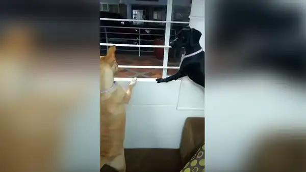 Perros escuchan escándalo en su vecindario y se ponen en su ventana para espiar [VIDEO] 