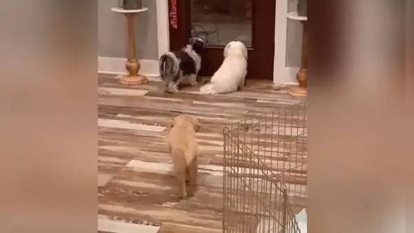 Perrito aprovecha el descuido de sus ‘amigos’ y los asusta por la espalda