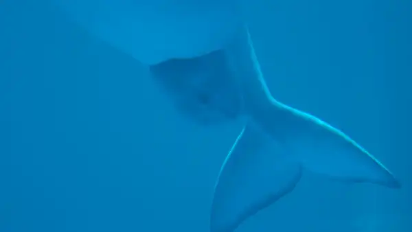 Capta el preciso momento en que una beluga da a luz en pleno acuario y se vuelve viral [VIDEO]
