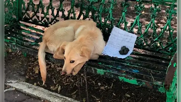 Abandonan a perrito y dejan una carta: Me dolía ver que lo maltrataran mis familiares 