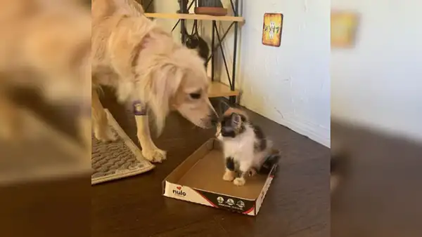 Perro ‘consuela’ a pequeños gatos que quedaron huérfanos y escena conmueve a miles [VIDEO]
