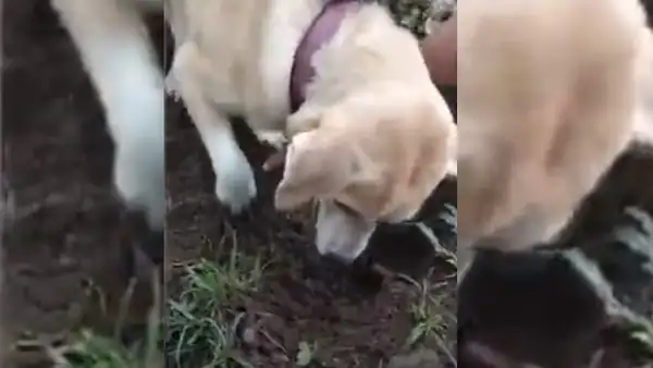 Perra encuentra a su hijo enterrado y protagoniza emotiva escena tratar de ‘resucitarlo’ [VIDEO]