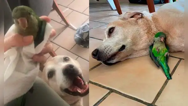 Perro le lleva lorito herido a su dueña y se vuelven mejores amigos