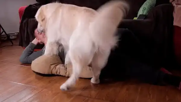 Adorable perro ve que su dueño duerme en su cama y tiene insólita reacción [VIDEO]