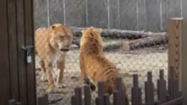 Tigre entra por error a jaula de leona y esta tiene una efusiva reacción