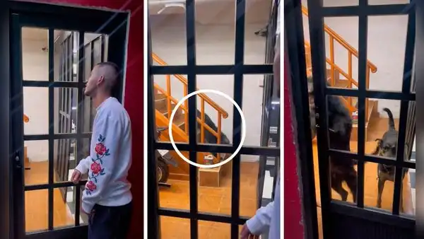 Perro ayuda a su dueño abriéndole la puerta luego de que él se olvidó las llaves de su casa