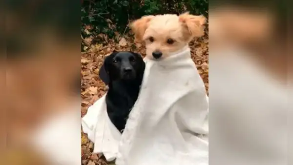 Perrito demuestra su amistad al cubrir y abrazar a su ‘mejor amigo’ 
