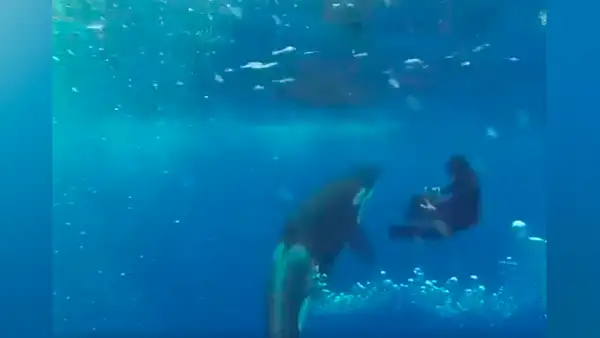 ‘Ballena asesina’ descubre a buzo en su territorio, se acerca y ocurre lo impensado [VIDEO]