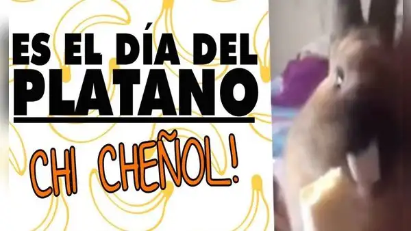 “Chi, cheñol”: ¿qué pasó con la conejita del tierno viral que se volvió una pegajosa canción?