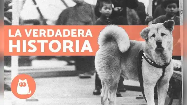 Conoce la historia verdadera de Hachiko, el leal perro que esperó a su amo por nueve años [VIDEO]