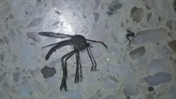 Gigantesco ‘mosquito’ deja aterrados a miles de usuarios con su espeluznante aspecto [FOTOS]