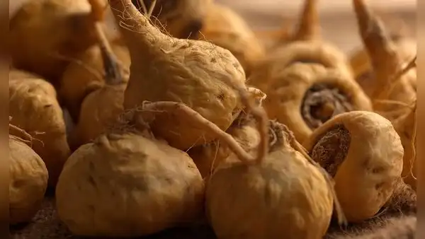 Maca: beneficios, propiedades y contraindicaciones