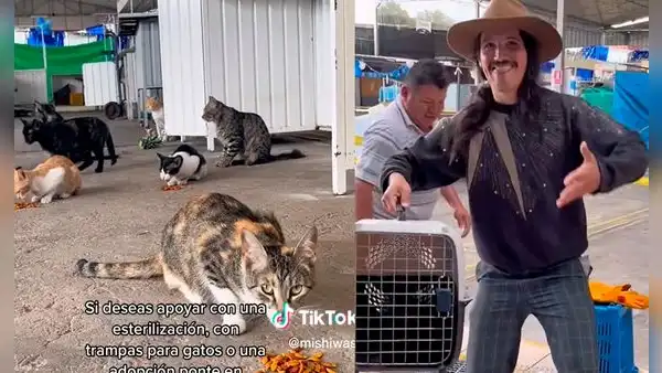 Joven se quedó varado en Arequipa y ayudó a gatitos abandonados