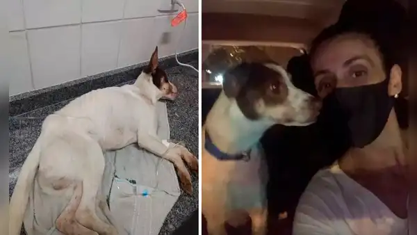 Perro callejero que estuvo en coma por alimentarse de basura fue adoptado [VIDEO]