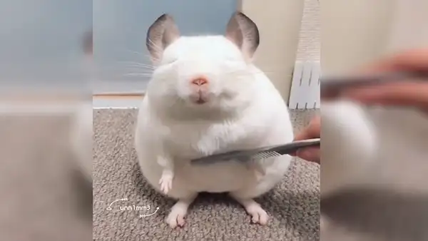 YouTube viral: chinchilla blanca adora que la acicalen y la comparan con Luis Miguel de JB [VIDEO] 