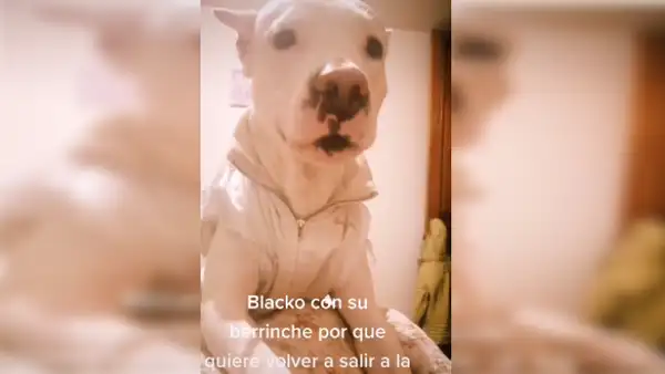 Perro quiere salir a pasear y hace dramático berrinche al recibir un “no” como respuesta [VIDEO]