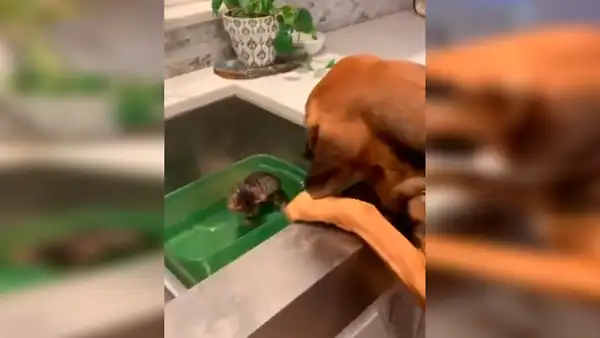 Perro conmueve al darle amorosa bienvenida a su nuevo compañero que adoptó su dueño [VIDEO]