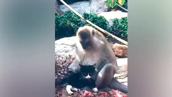 Mono adopta a un gato que ingresó a su recinto y turistas graban tierno momento [VIDEO]