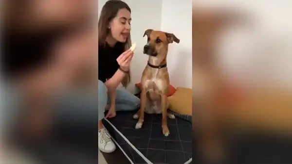 Mujer pone a prueba a su perro y este la sorprende con su reacción al no comer su manzana [VIDEO]