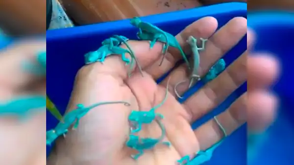 Joven encuentra camaleones bebé, los agarra con su mano y ocurre algo asombroso [VIDEO]