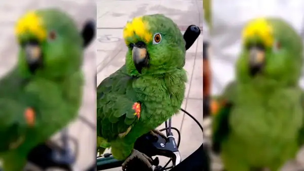 Hombre pasea a su loro por la ciudad y este habla sin parar asombrando a transeúntes [VIDEO]