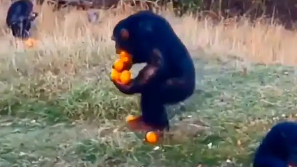 Mono utiliza curioso técnica para recoger sus naranjas de una sola vez [VIDEO]