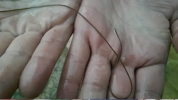 Ubica misteriosa criatura en su granja sin imaginar su verdadera identidad [VIDEO]
