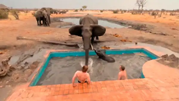 Enorme elefante desata toda su furia contra turistas que quisieron rescatar a su cría [VIDEO]