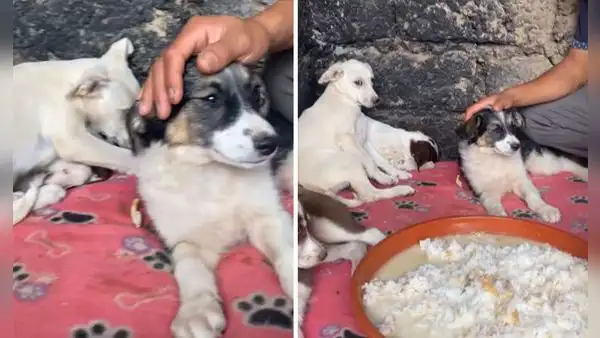 Perritos son rescatados de la calle y lucen temerosos al llegar a refugio