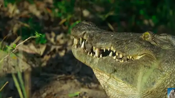 Cámara oculta registra escena en que mamá cocodrilo abre su mandíbula para atrapar a sus bebés [VIDEO]