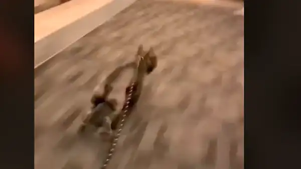 Joven suelta la correa de su bulldog francés, este lo ve y tiene graciosa reacción [VIDEO]