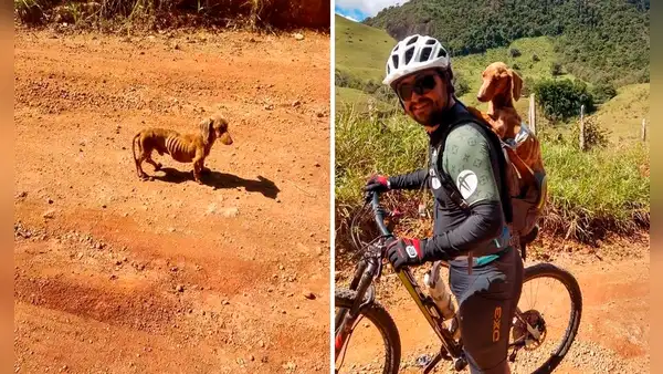Rescató a un perrito moribundo y ahora lo acompaña en todos sus viajes