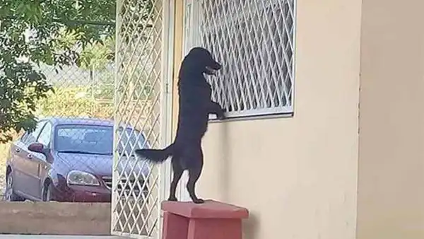 Facebook viral: inteligente perro acompaña a su dueño a su primer día de escuela [FOTOS]