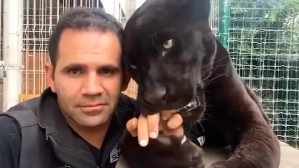 Chico ingresa a jaula de pantera en busca de un 'selfie’ y felino tiene insólita reacción [VIDEO]
