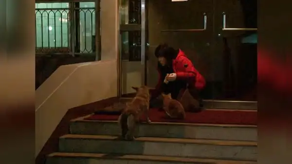 Gato consuela a perrita que espera volver a ver a sus dueños