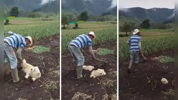 La tierra es su cobija: así le gusta dormir a este tierno perrito de campo