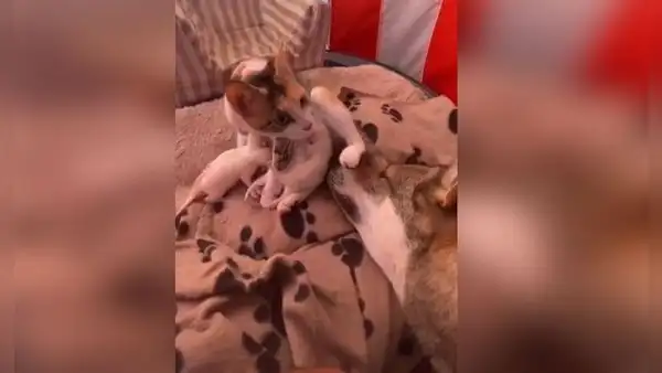 Perro conoce a las crías de una gata y su tierna reacción conmueve a miles [VIDEO]