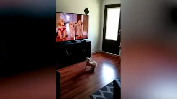 Perro ve a otros canes en una película, se acerca al televisor y pretende jugar con ellos [VIDEO] 