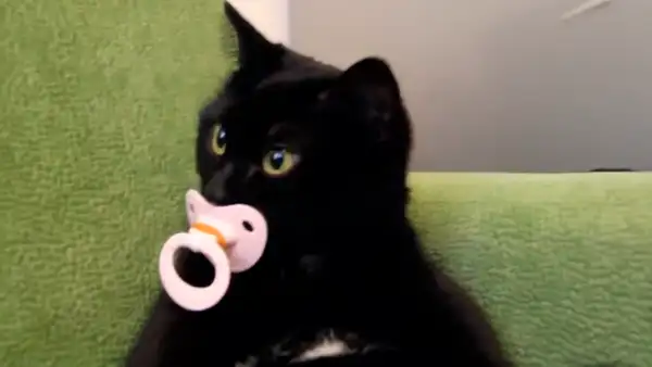 Gato tiene curioso comportamiento cuando su dueño intenta quitarle su chupón [VIDEO]